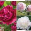 Peony Trio 2 Peony Trio -Plants Sales Store PEON T72035 A