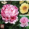 Peony 'Trio' Collection 2 Peony 'Trio' Collection -Plants Sales Store PEON TKA1052 A