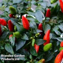 Pepper And Chilli Collection -Plants Sales Store PEPP FIERYFLAM L38570