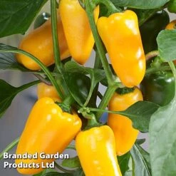 Vegetable Windowsill Collection 10 Vegetable Windowsill Collection -Plants Sales Store PEPP PILLARSYE S45677