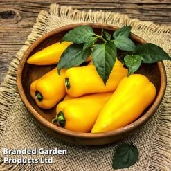 Pepper And Chilli Collection -Plants Sales Store PEPP PILLARYEL L38583