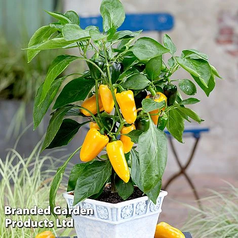Vegetable Windowsill Collection 6 Vegetable Windowsill Collection - Image 4