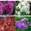 Phlox Paniculata 'Fragrant Collection' 2 Phlox Paniculata 'Fragrant Collection' -Plants Sales Store PHLO 11935 A1