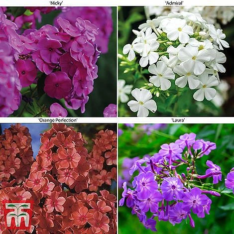 Phlox Paniculata 'Fragrant Collection' 3 Phlox Paniculata 'Fragrant Collection'