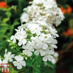 Phlox Paniculata 'Fragrant Collection' 9 Phlox Paniculata 'Fragrant Collection' -Plants Sales Store PHLO 11935 C