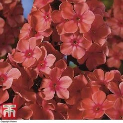 Phlox Paniculata 'Fragrant Collection' 11 Phlox Paniculata 'Fragrant Collection' -Plants Sales Store PHLO 11935 D