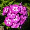 Phlox Paniculata 'Purple Eye Flame' 2 Phlox Paniculata 'Purple Eye Flame' -Plants Sales Store PHLO T82178 A