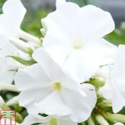 Phlox Paniculata 'White Flame'