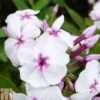 Phlox Paniculata 'White Eye Flame' -Plants Sales Store PHLO T82186 A