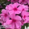 Phlox Paniculata 'Famous Pink Dark Eye' 2 Phlox Paniculata 'Famous Pink Dark Eye' -Plants Sales Store PHLO FAMPINK S35424