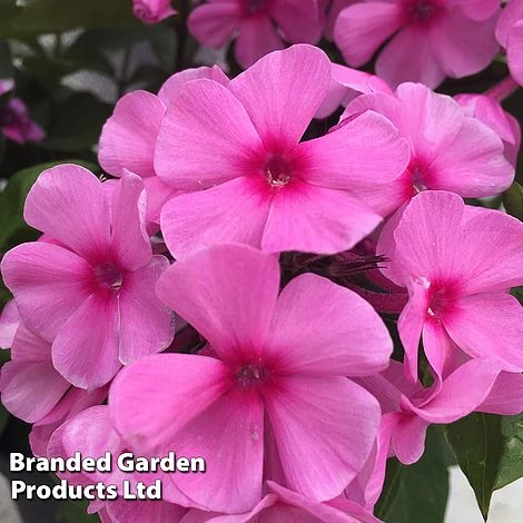 Phlox Paniculata 'Famous Pink Dark Eye' 3 Phlox Paniculata 'Famous Pink Dark Eye'