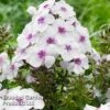 Phlox Paniculata 'Famous White Eye' 2 Phlox Paniculata 'Famous White Eye' -Plants Sales Store PHLO FAMWHITEE S35415