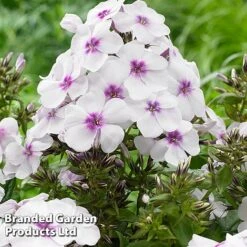 Phlox Paniculata 'Famous White Eye'