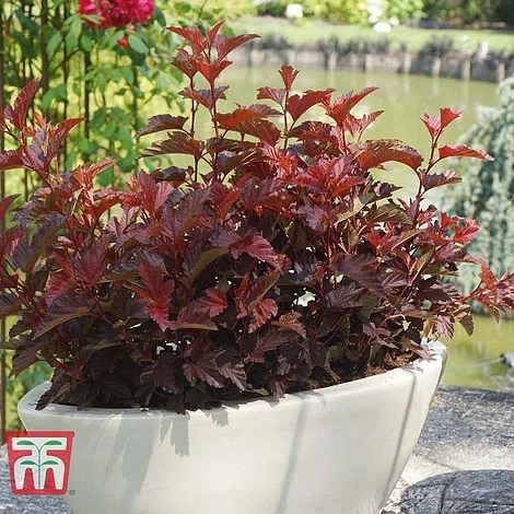 Physocarpus Opulifolius 'Little Angel' 4 Physocarpus Opulifolius 'Little Angel' - Image 2