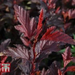 Physocarpus Opulifolius 'Little Angel' 12 Physocarpus Opulifolius 'Little Angel' -Plants Sales Store PHYS T68148 B