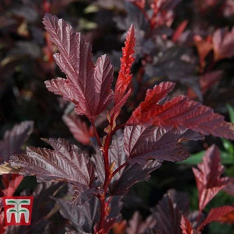 Physocarpus Opulifolius 'Little Angel' 5 Physocarpus Opulifolius 'Little Angel' - Image 3