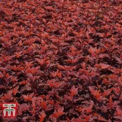 Physocarpus Opulifolius 'Little Angel' 13 Physocarpus Opulifolius 'Little Angel' -Plants Sales Store PHYS T68148 C