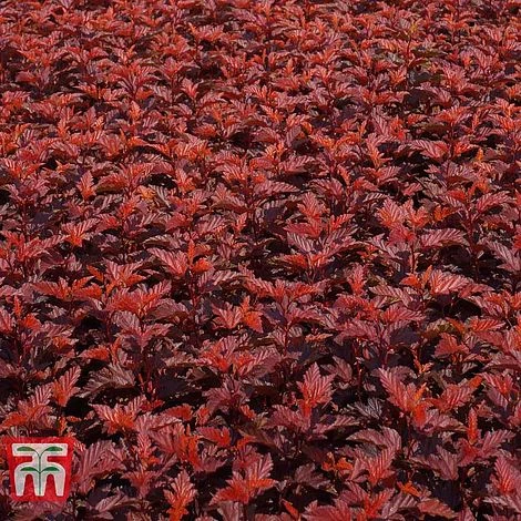 Physocarpus Opulifolius 'Little Angel' 6 Physocarpus Opulifolius 'Little Angel' - Image 4