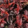 Physocarpus Opulifolius 'Little Angel' 2 Physocarpus Opulifolius 'Little Angel' -Plants Sales Store PHYS T68148 D