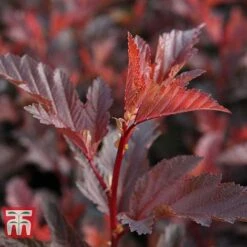 Physocarpus Opulifolius 'Little Angel' 15 Physocarpus Opulifolius 'Little Angel' -Plants Sales Store PHYS T68148 E