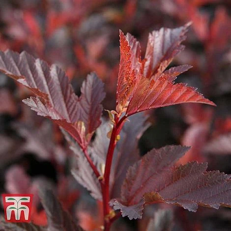 Physocarpus Opulifolius 'Little Angel' 8 Physocarpus Opulifolius 'Little Angel' - Image 6