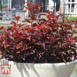 Physocarpus Opulifolius 'Little Angel' 16 Physocarpus Opulifolius 'Little Angel' -Plants Sales Store PHYS T68148 F