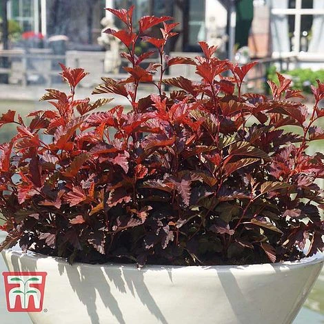 Physocarpus Opulifolius 'Little Angel' 9 Physocarpus Opulifolius 'Little Angel' - Image 7