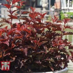 Physocarpus Opulifolius 'Little Angel' 17 Physocarpus Opulifolius 'Little Angel' -Plants Sales Store PHYS T68148 G