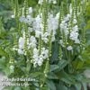 Physostegia Virginiana 'Crystal Peak White' 1 Physostegia Virginiana 'Crystal Peak White' -Plants Sales Store PHYS CRYSTPEWH S07947