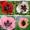 Poppy Oriental Collection -Plants Sales Store POPP MH 83483 A