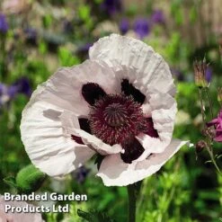 Poppy Oriental Collection -Plants Sales Store POPP MH 83483 C