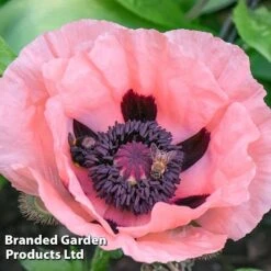 Poppy Oriental Collection -Plants Sales Store POPP MH 83483 D