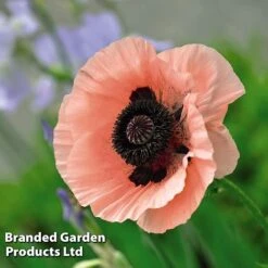 Poppy Oriental Collection -Plants Sales Store POPP MH 83483 E