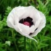 Poppy 'Royal Wedding' 2 Poppy 'Royal Wedding' -Plants Sales Store POPP T58282 A h