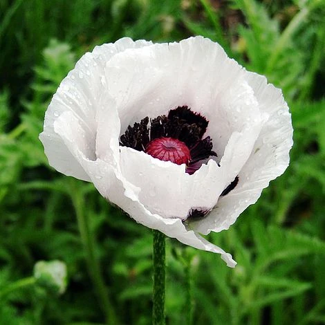 Poppy 'Royal Wedding' 3 Poppy 'Royal Wedding'