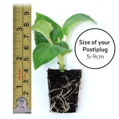 Fuchsia 'Pink Fizz' (Hardy) -Plants Sales Store POSTIPLUG SIZE1