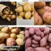 Potato Must Have Collection 1 Potato Must Have Collection -Plants Sales Store POTA KC2240