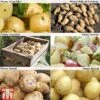 Potato 'Customer Favourites Collection' 2 Potato 'Customer Favourites Collection' -Plants Sales Store POTA ZWW5110 A