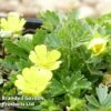 Potentilla Neumanniana -Plants Sales Store POTE KC9134 A
