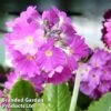Primula Denticulata 'Red' -Plants Sales Store PRIM RED1