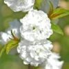 Prunus Glandulosa 'Alba Plena' 2 Prunus Glandulosa 'Alba Plena' -Plants Sales Store PRUN T58488 A h