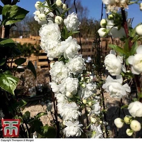 Prunus Glandulosa 'Alba Plena' 4 Prunus Glandulosa 'Alba Plena' - Image 2