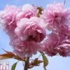 Prunus 'Kiku-shidare-zakura' -Plants Sales Store PRUN TKA0861 A