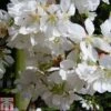 Prunus 'Snow Showers' 2 Prunus 'Snow Showers' -Plants Sales Store PRUN TKA0863 A