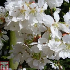 Prunus 'Snow Showers'