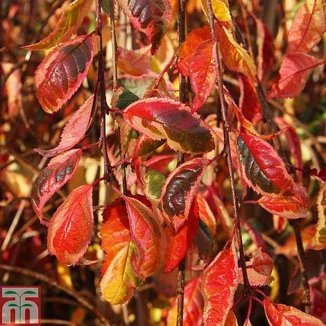 Prunus 'Frilly Frock' 3 Prunus 'Frilly Frock'