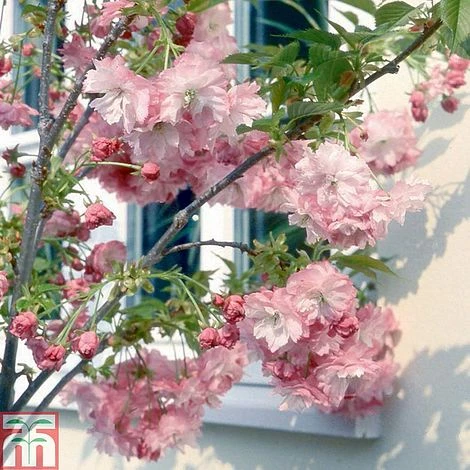 Prunus 'Little Pink Perfection' 3 Prunus 'Little Pink Perfection'