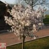 Prunus 'The Bride' 2 Prunus 'The Bride' -Plants Sales Store PRUN TKA1805 A