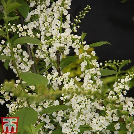 Prunus Padus 'Le Thoureil' 3 Prunus Padus 'Le Thoureil'