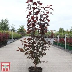 Prunus Cerasifera 'Nigra' -Plants Sales Store PRUN TKA3384 A